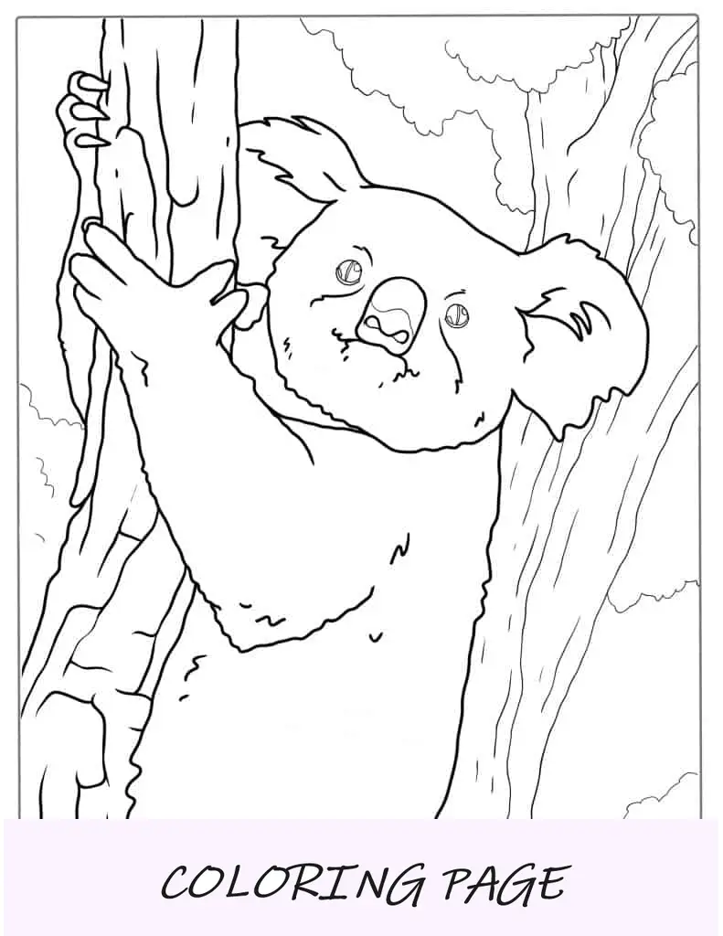 Página para colorir de árvore escalando Shaggy Koala