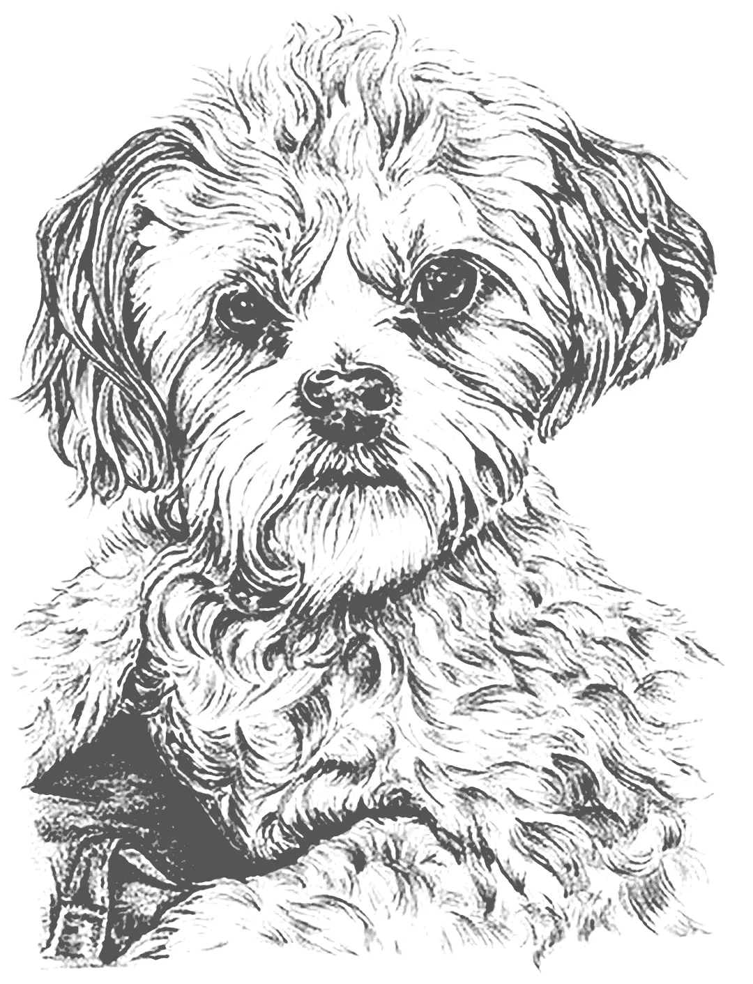 Realistic Puppy Coloirng Page