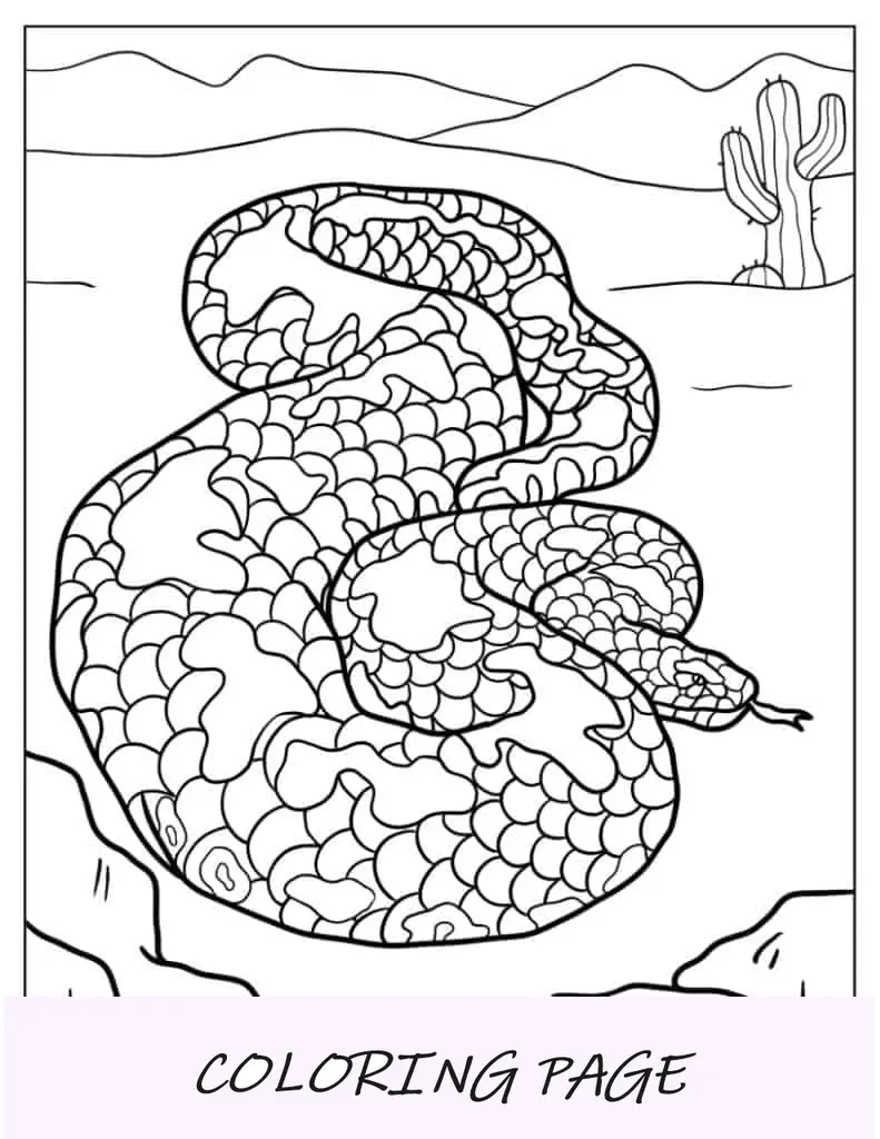 Serpiente Boa Constrictor Para Colorear