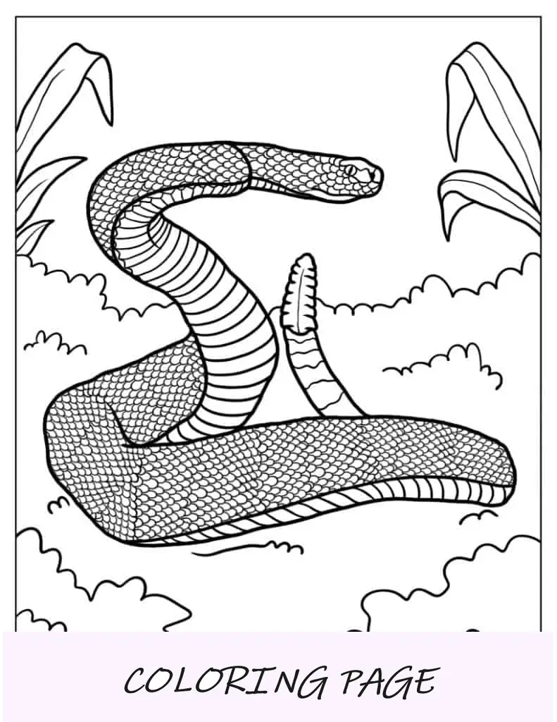 Serpiente de cascabel con cola arqueada en posición de ataque