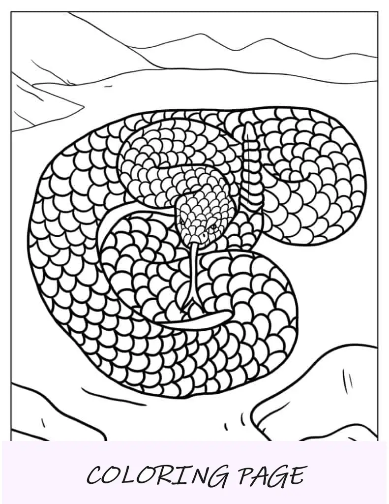 Bebé serpiente de cascabel venenosa