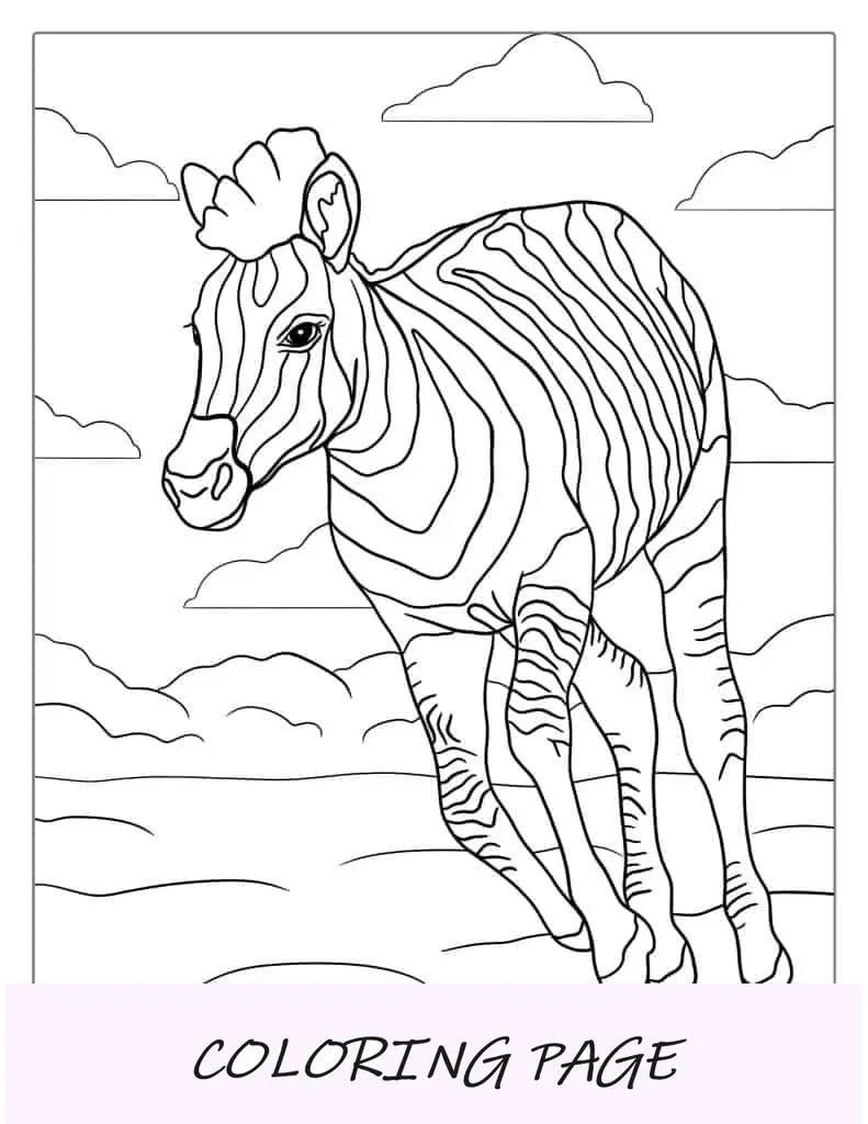 Bebé cebra corriendo para colorear