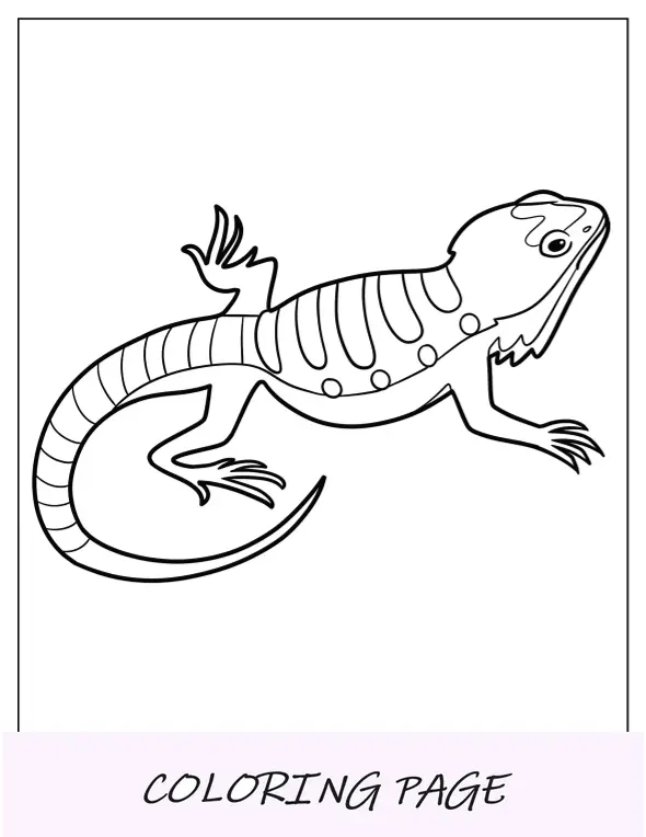 Página para colorir de dragão barbudo simples para crianças