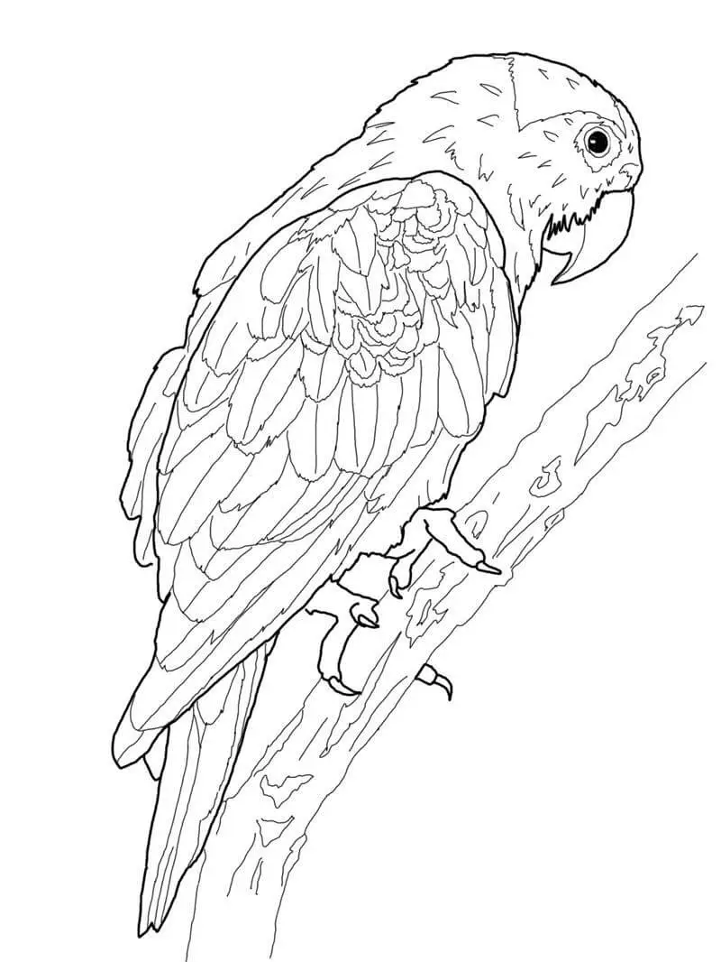 Parrot Coloring Pages2
