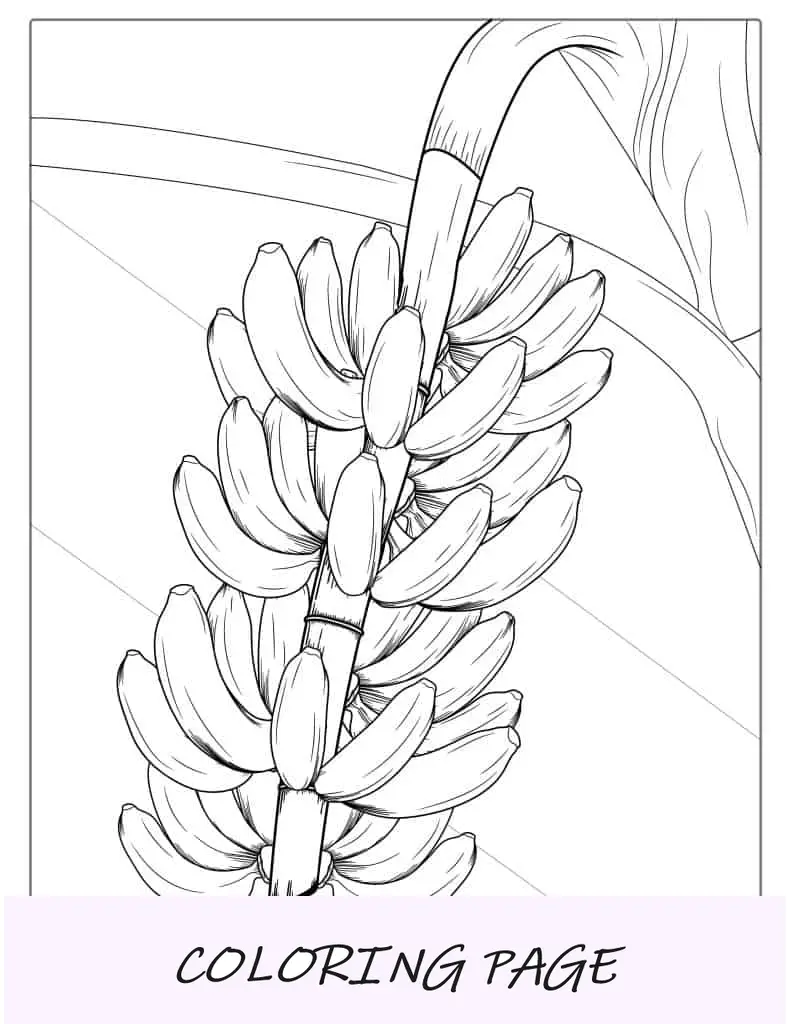 Página para colorir de bananeira