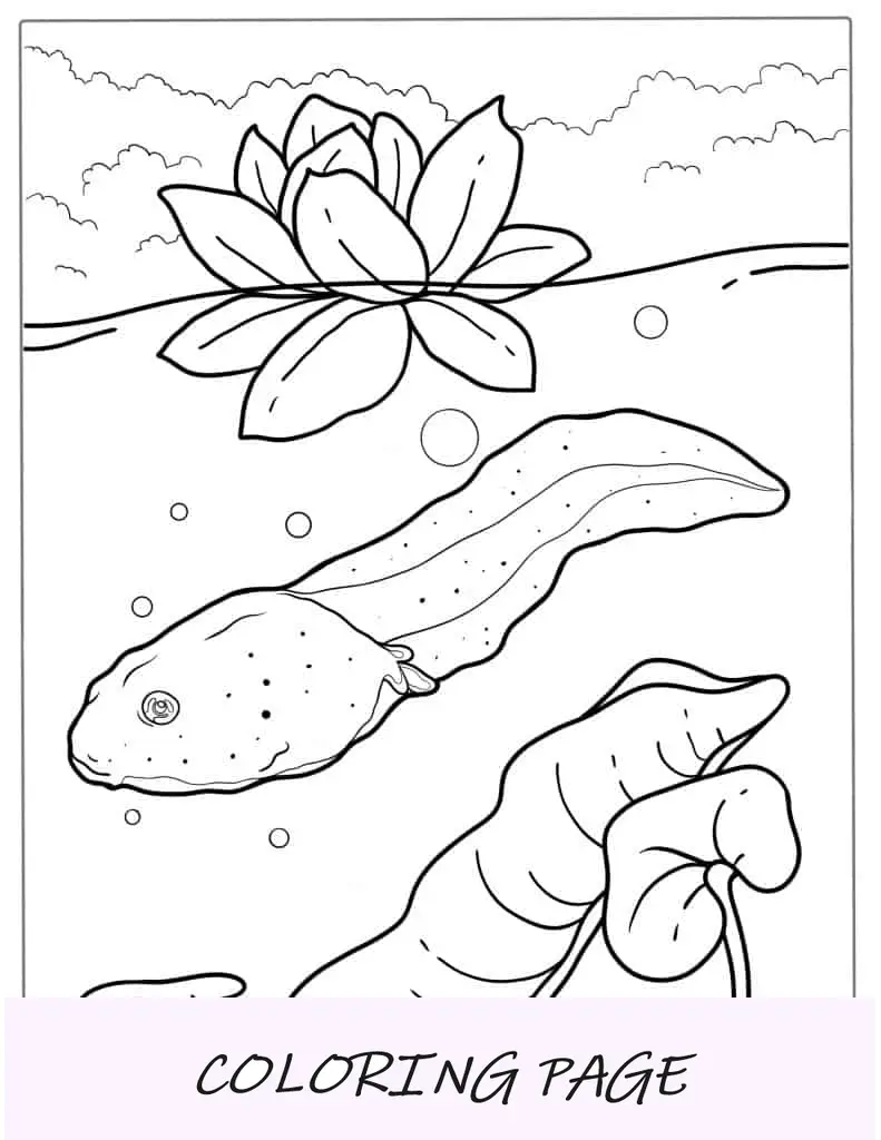 Pagina da colorare girino per bambini