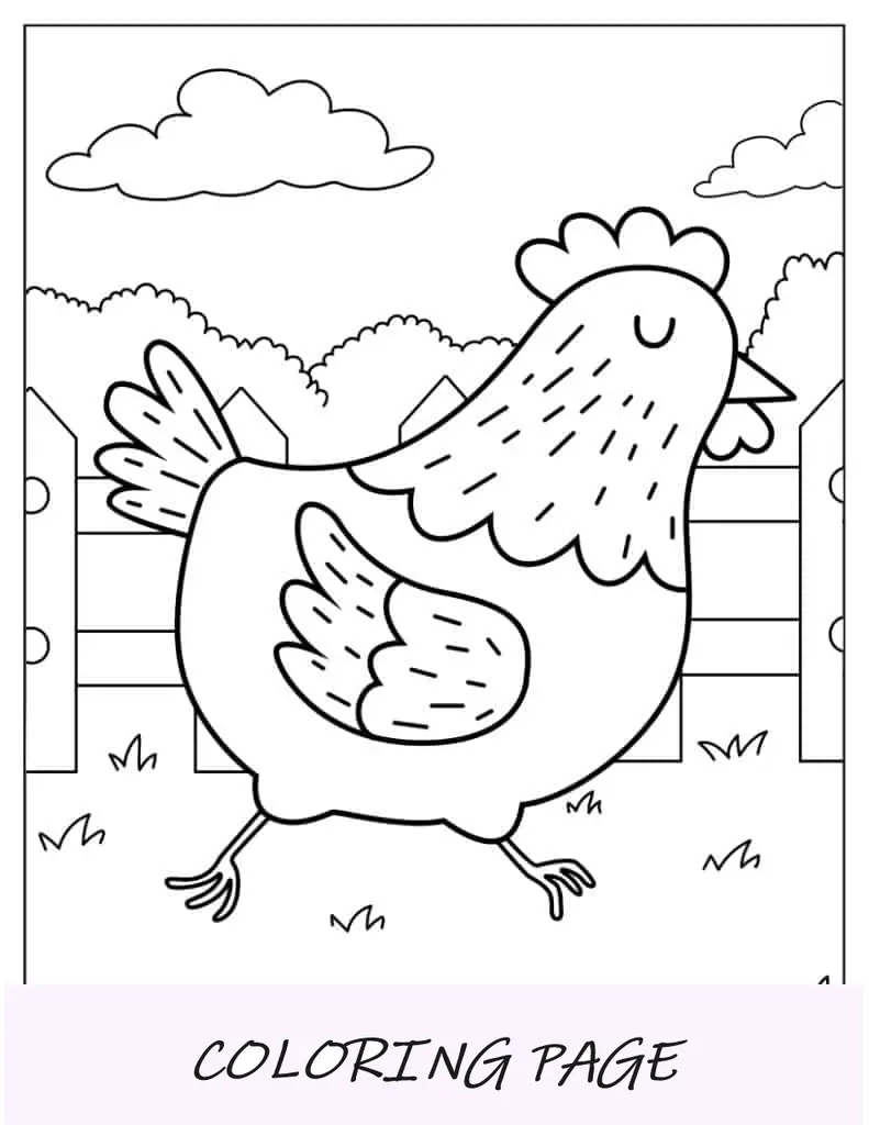 Galinha botando ovos andando pela fazenda