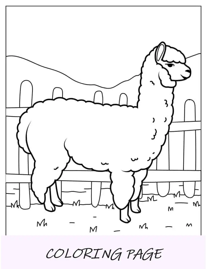 Animal de fazenda alpaca para colorir