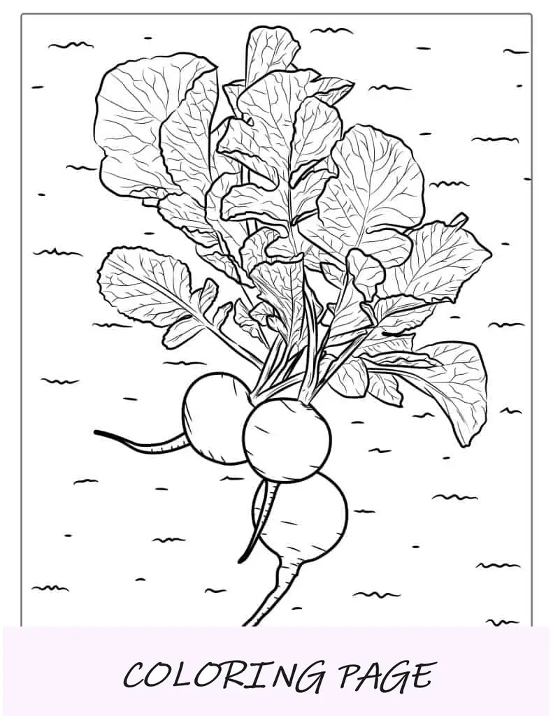 Hoja para colorear de nabo