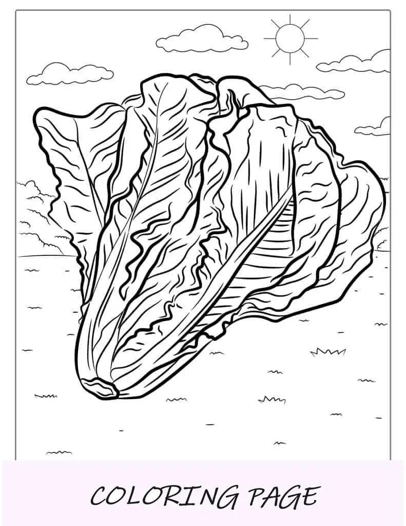 Hoja para colorear de lechuga