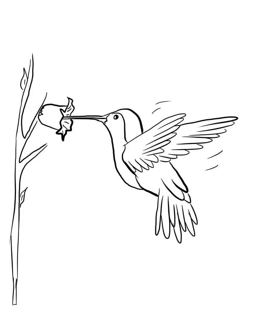 Hummingbird Feeding Coloring Pages