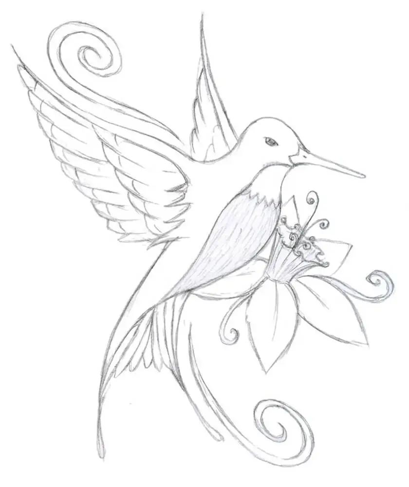 Hummingbird Drawing To Color