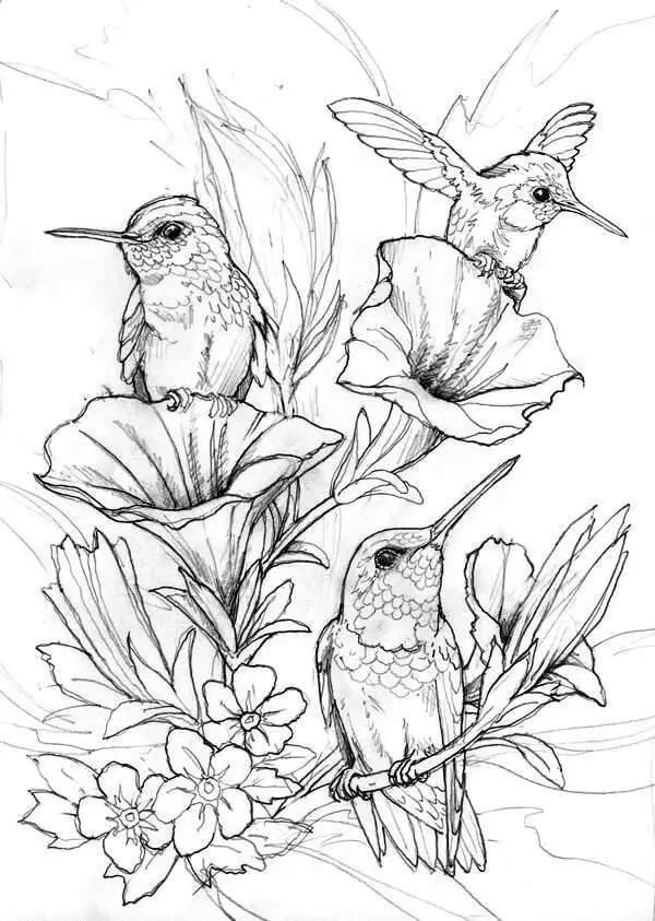 Hummingbird Drawing For Coloring