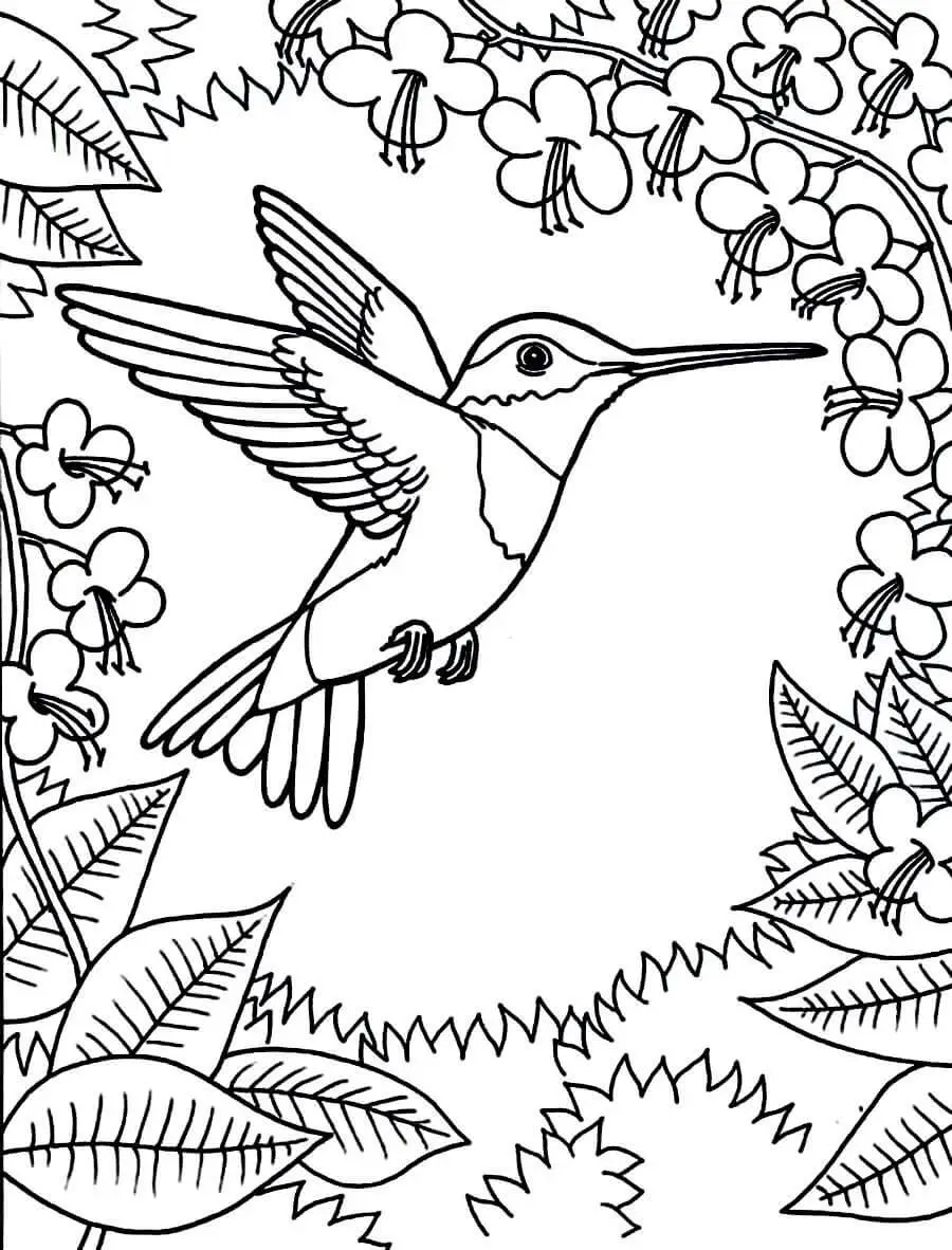 Hummingbird Coloring Pages