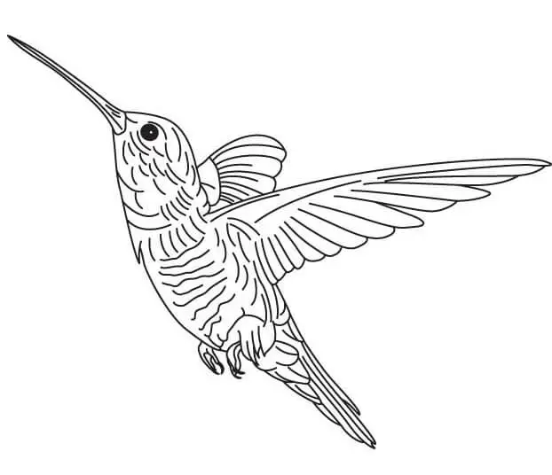 Hummingbird Coloring Page