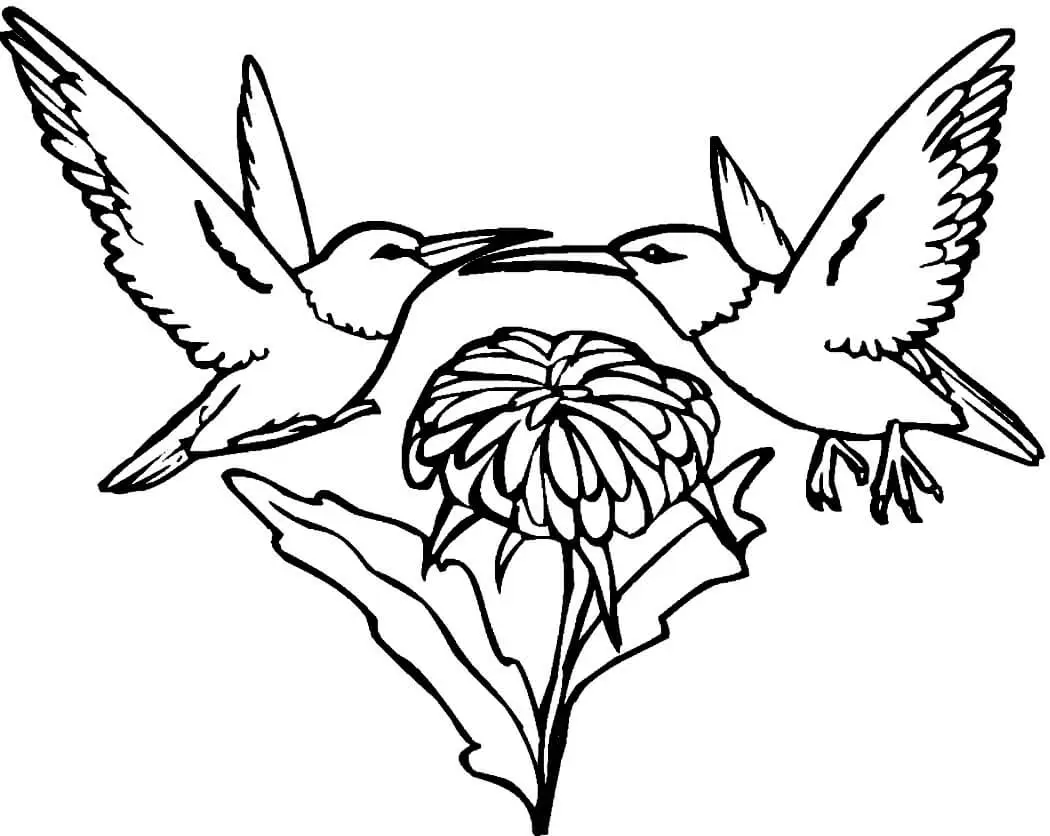 Cute Hummingbird Coloring Pages