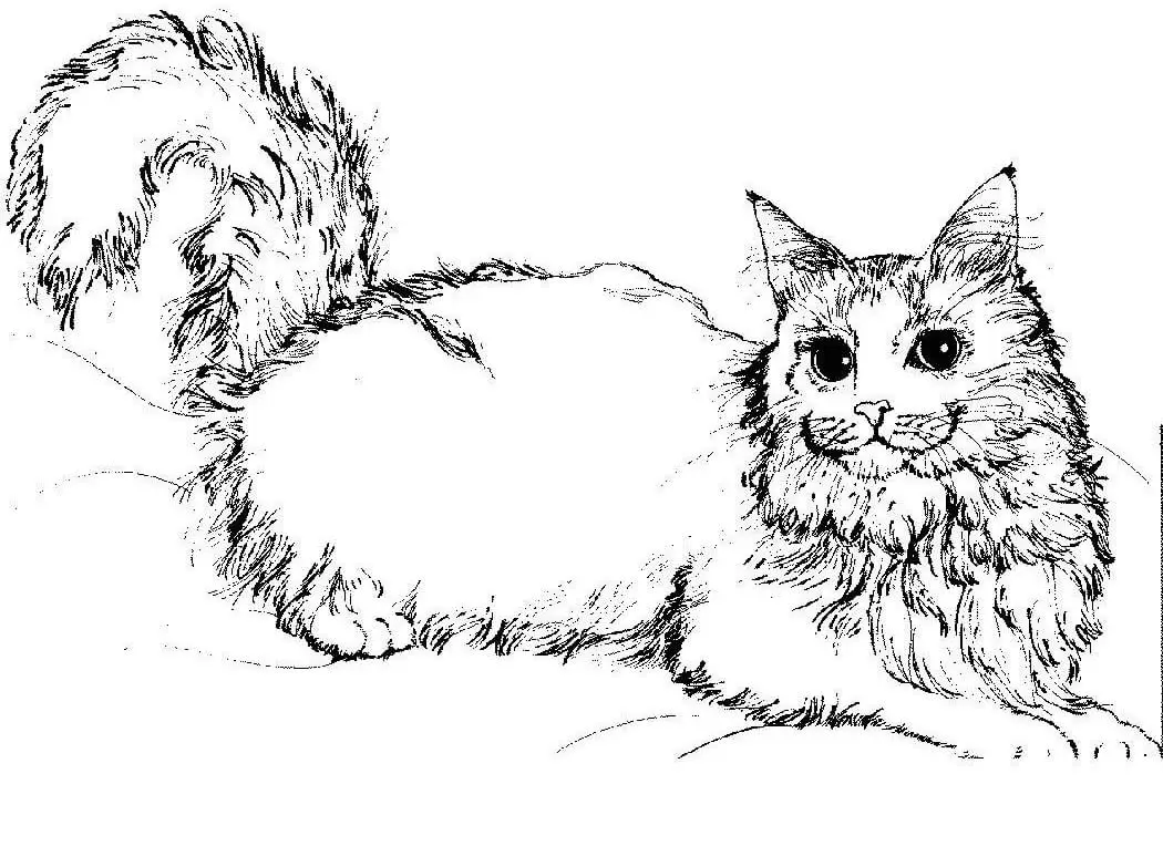 Realistic Cat Coloring Pages