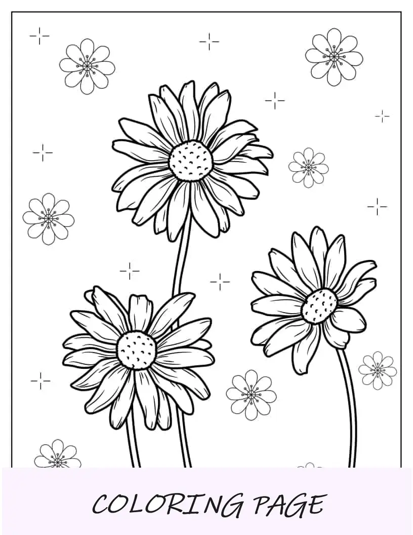 Três flores de margarida de primavera