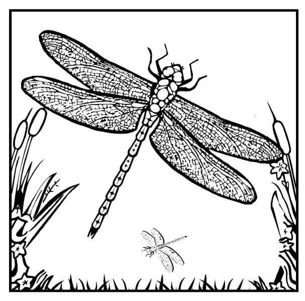 Dragonfly Coloring Pages