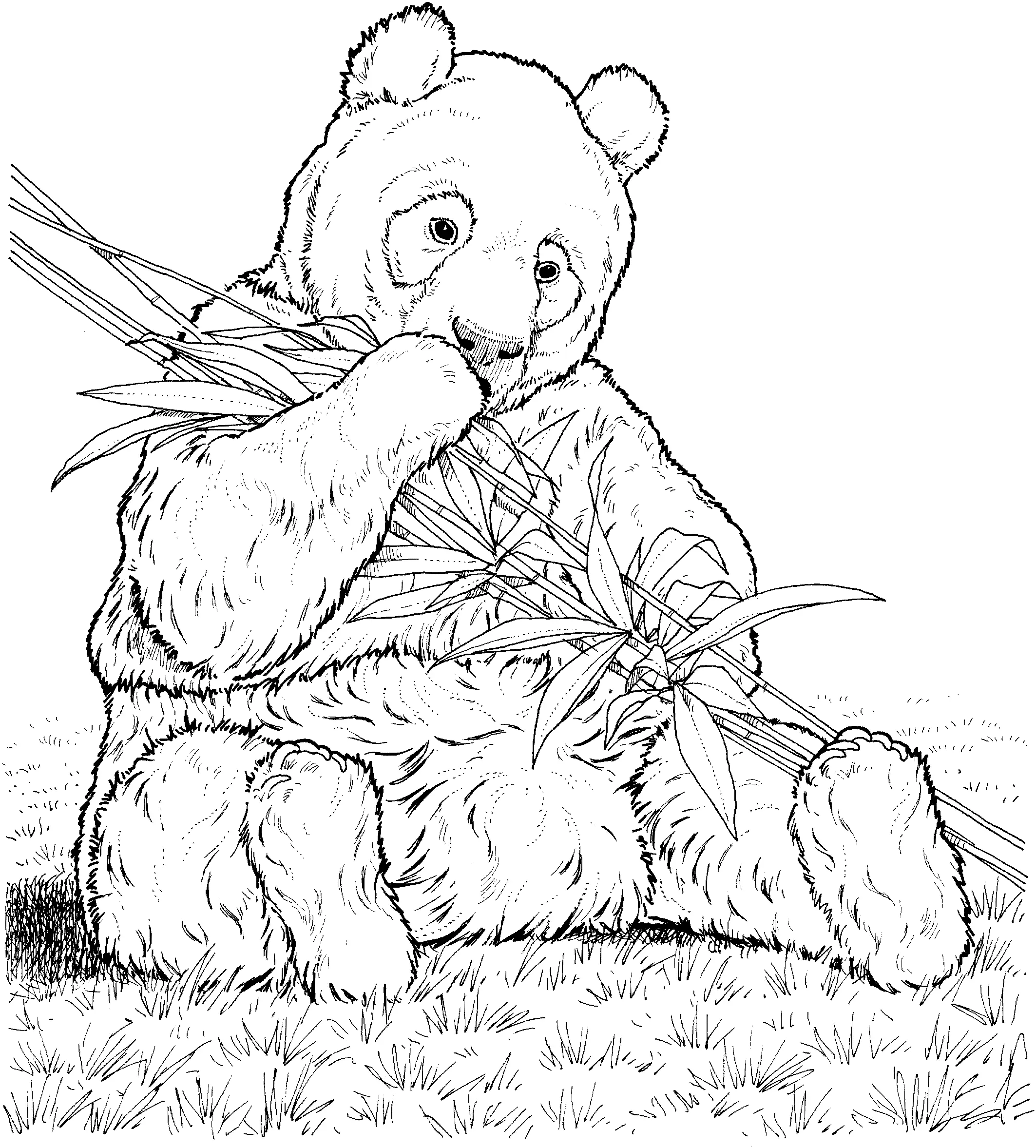 Cute Pandas Coloring Page