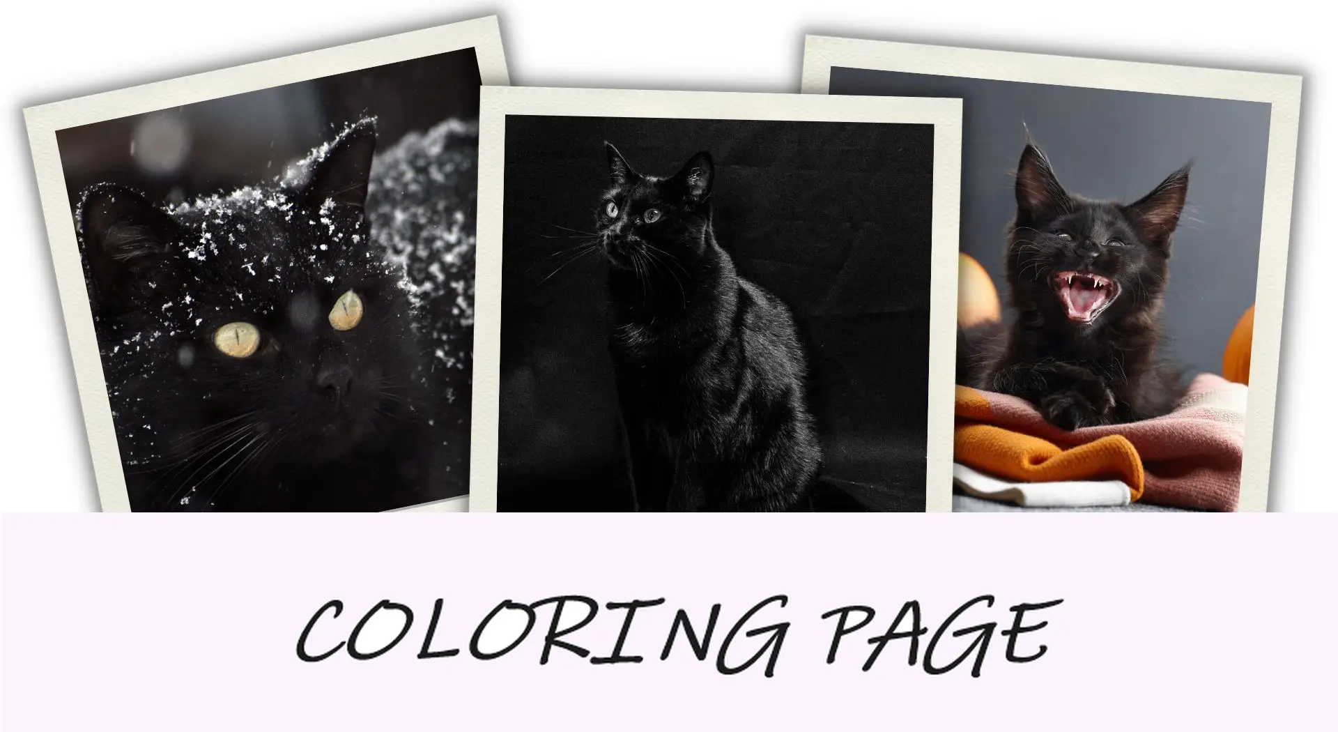 50 monstruos de Halloween y sus historias de origen - Black Cat
