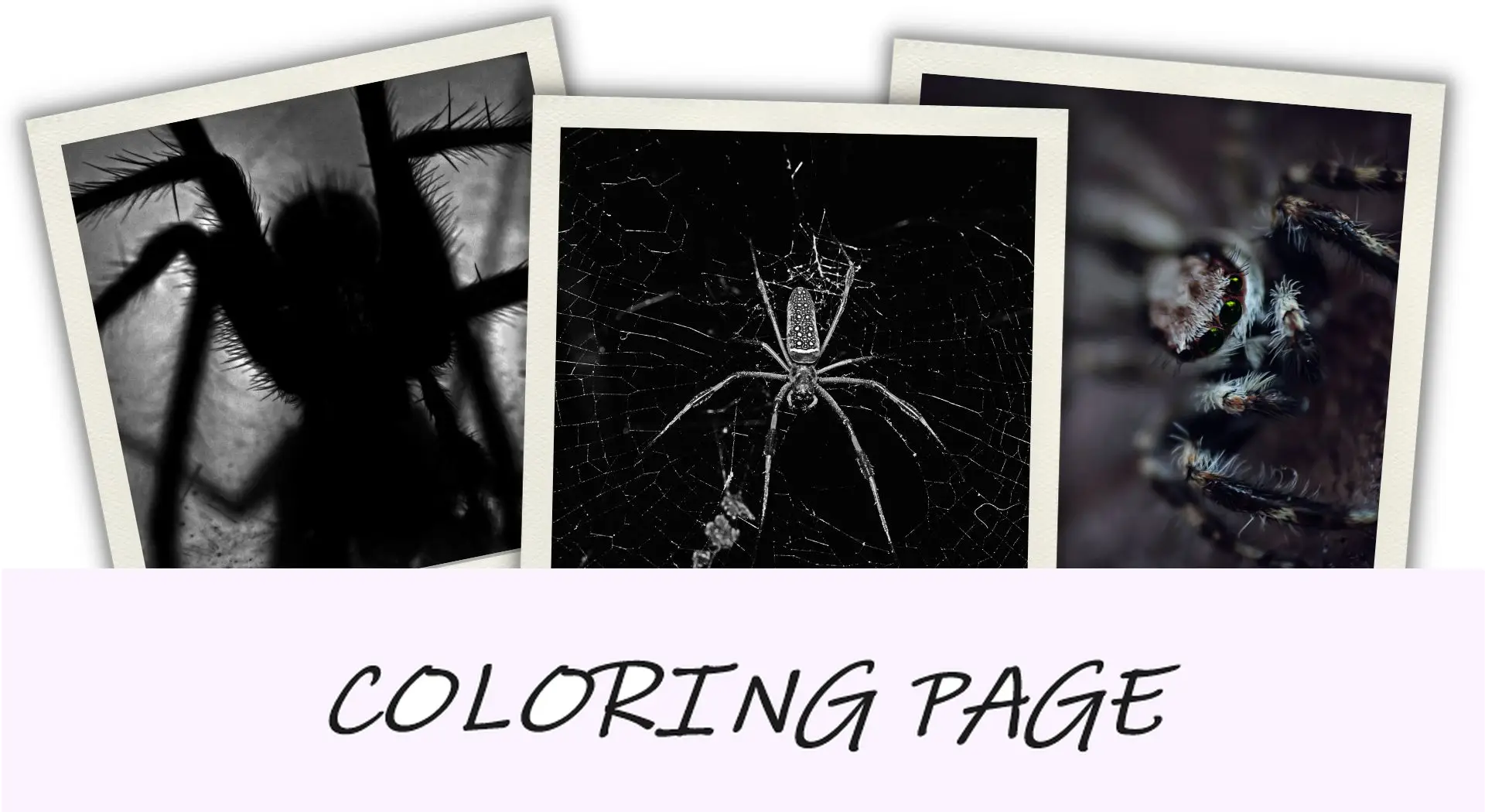 50 monstruos de Halloween y sus historias de origen - Spider