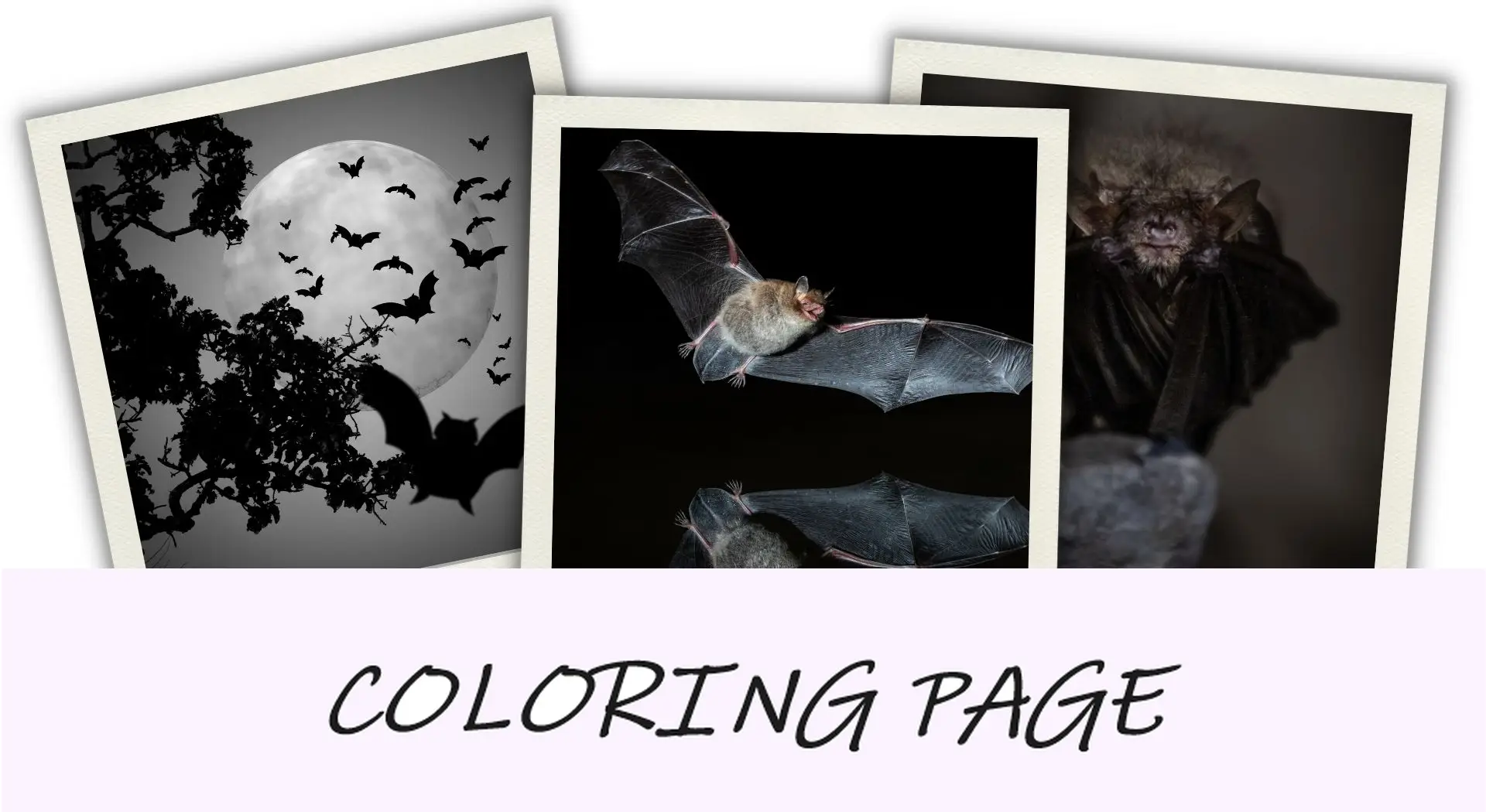 50 monstruos de Halloween y sus historias de origen - Murciélago