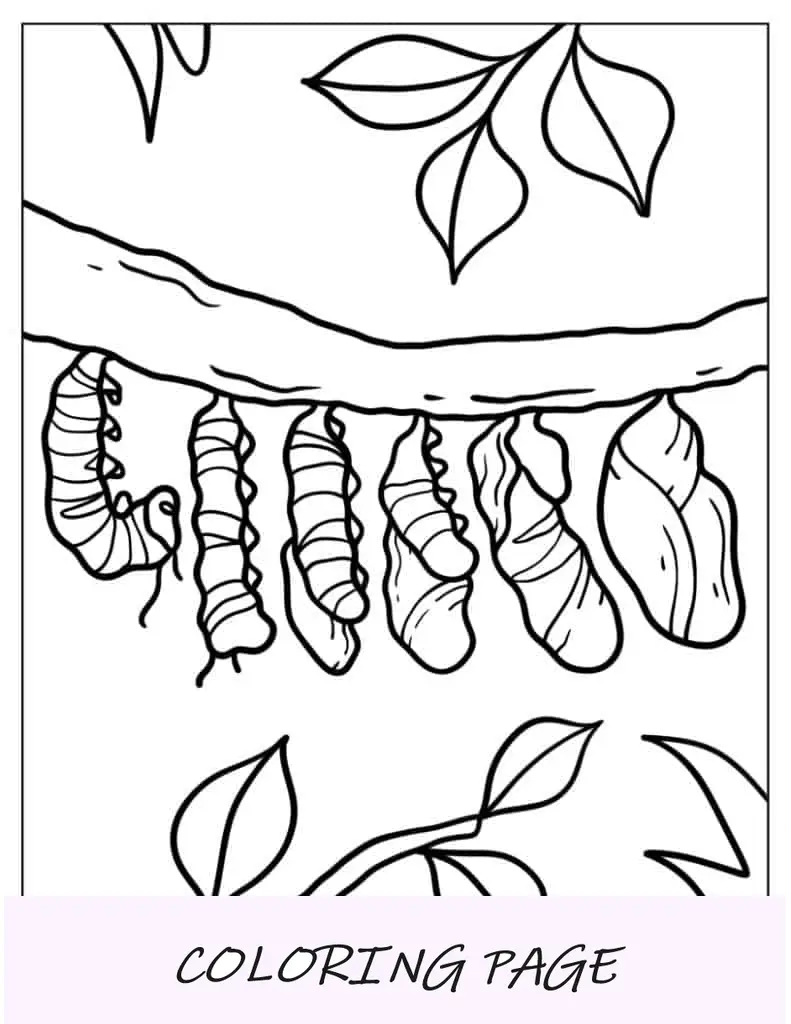 Pagina da colorare educativa del bruco