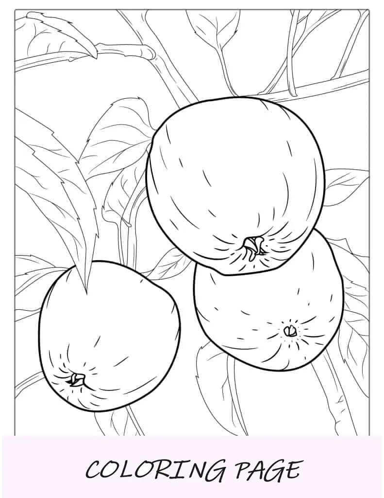 Tres manzanas imperio colgando del árbol