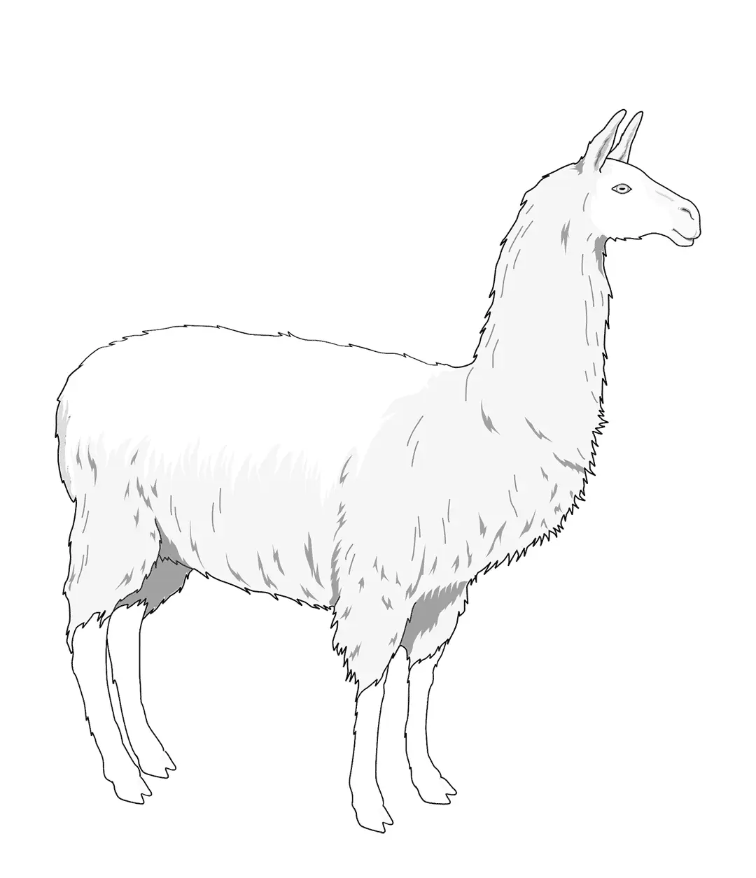 Realistic Llama Coloring Page