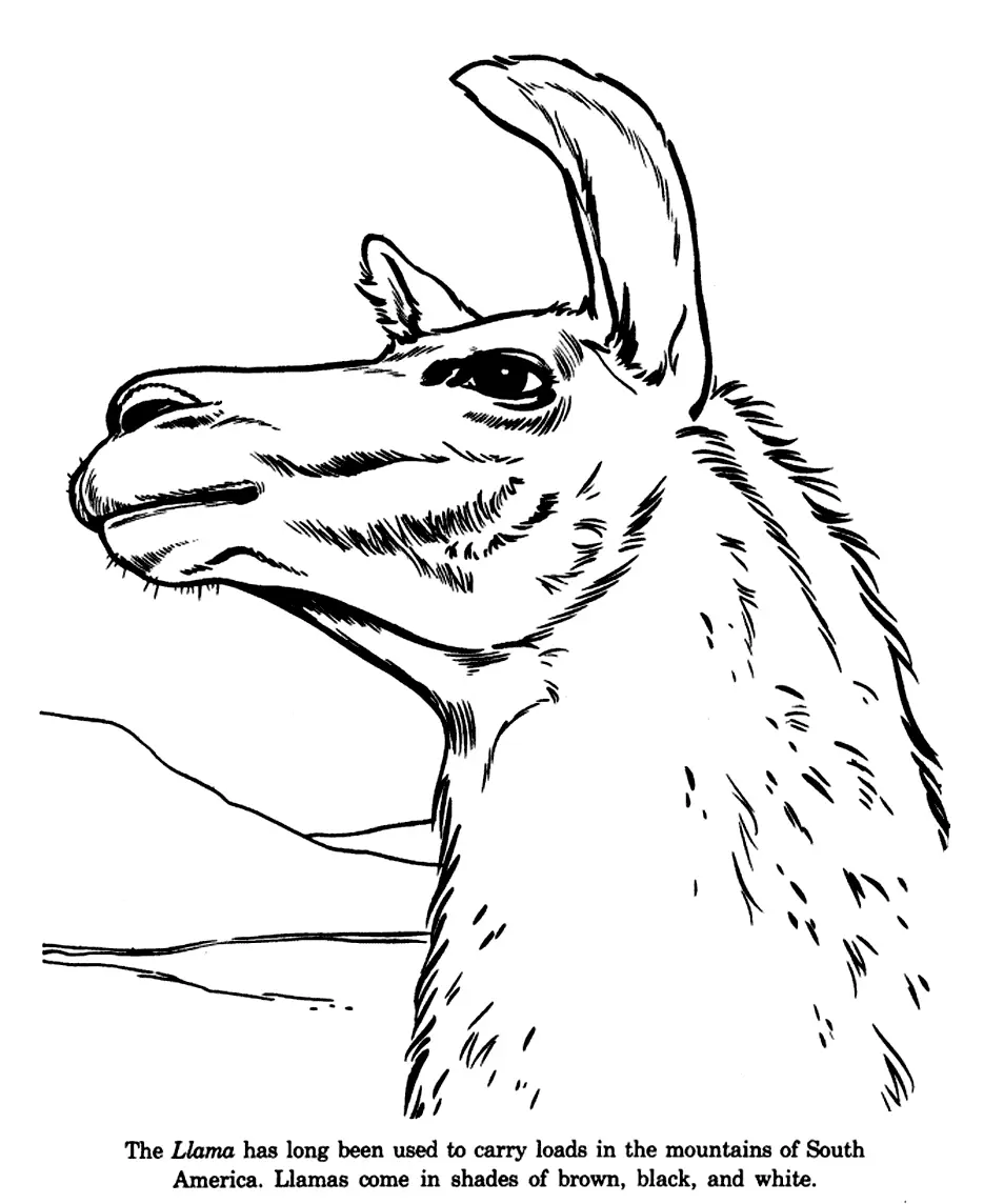 Llama Info Coloring Sheet