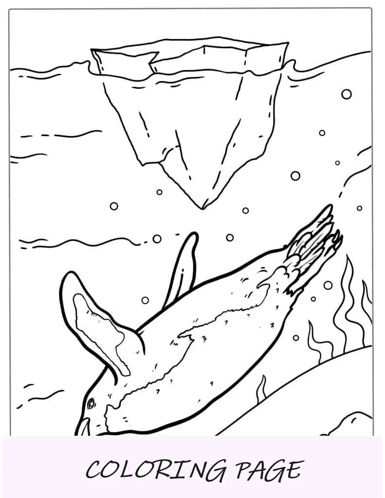Pinguim de Galápagos nadando para colorir