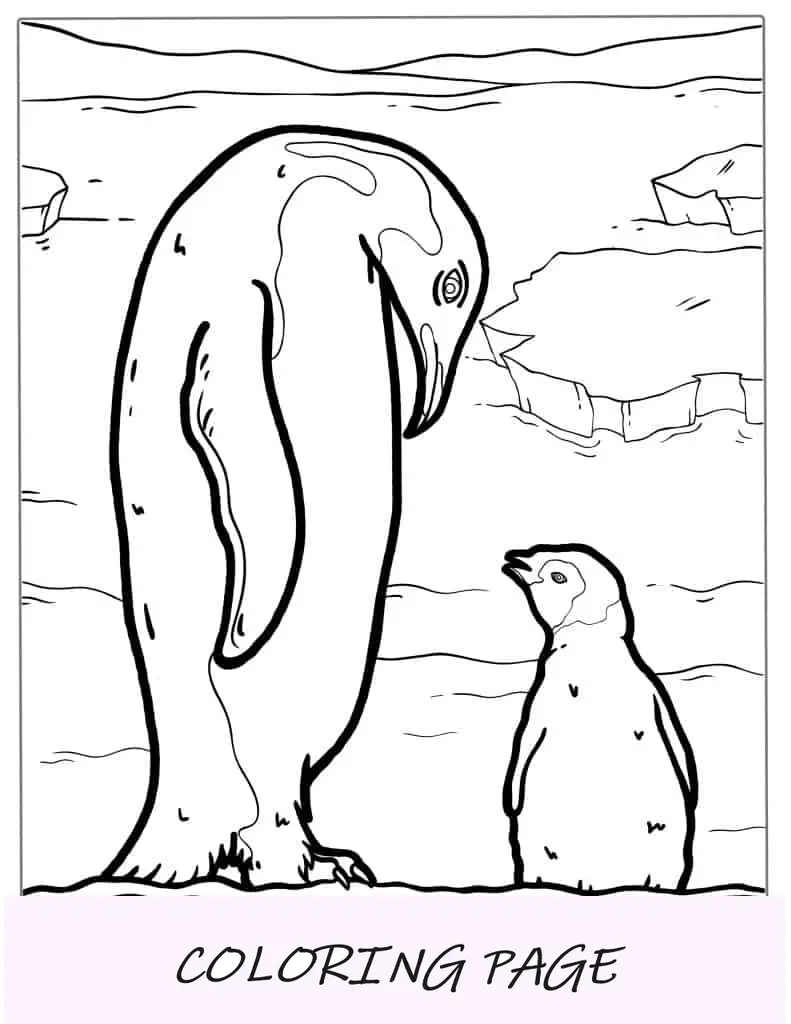 Pinguim-imperador com pintinho para colorir