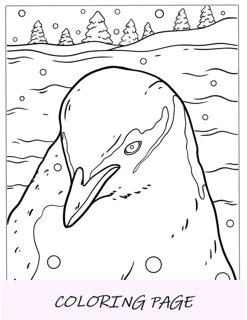 Coloração detalhada de pinguim azul pequeno