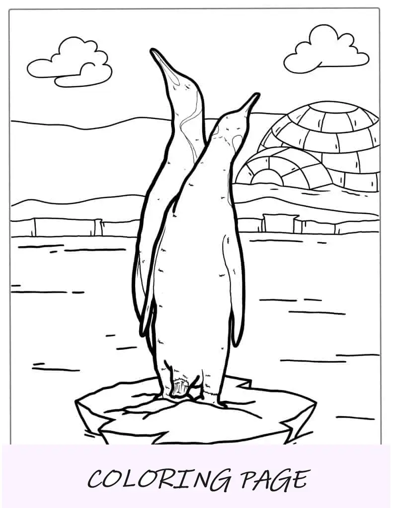 Desenho para colorir de dois pinguins de Adelie na Antártica