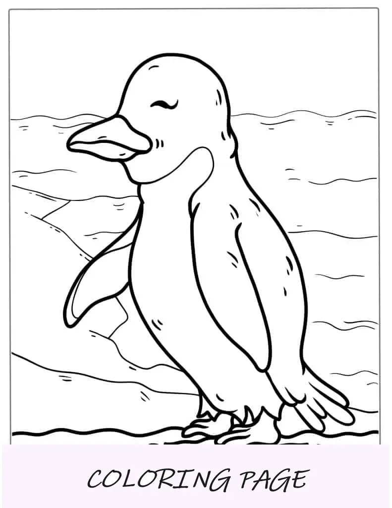 Página para colorir do pinguim Snares para crianças
