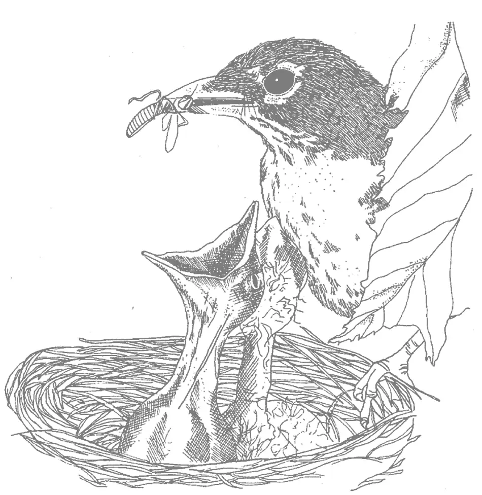 Mother Feeding Babies Robin Coloring Pages