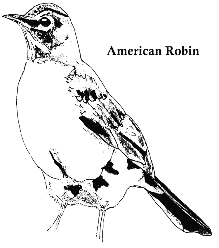 American Robin Coloring Pages