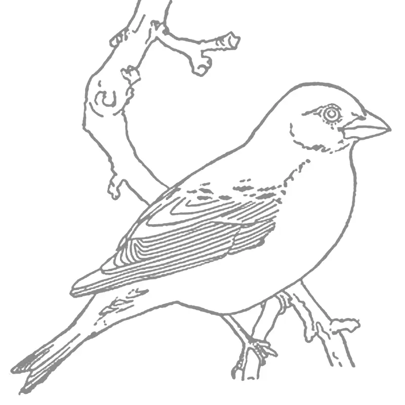 Robin Tracing Coloring Page