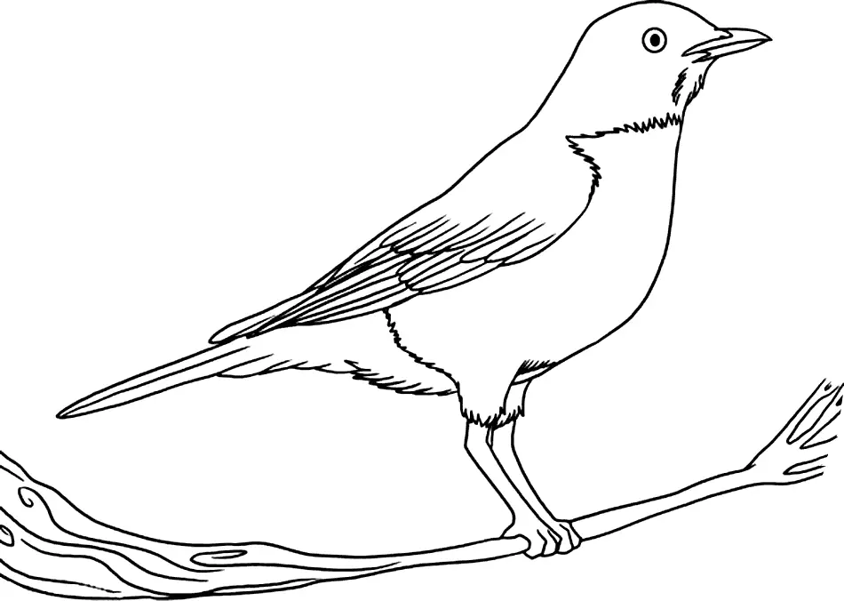 Robin Coloring Pages