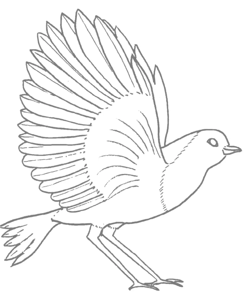 Robin Bird With Open Wings Tracing Coloring Page