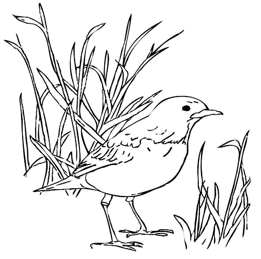 Robin Bird In The Grass Coloring Page