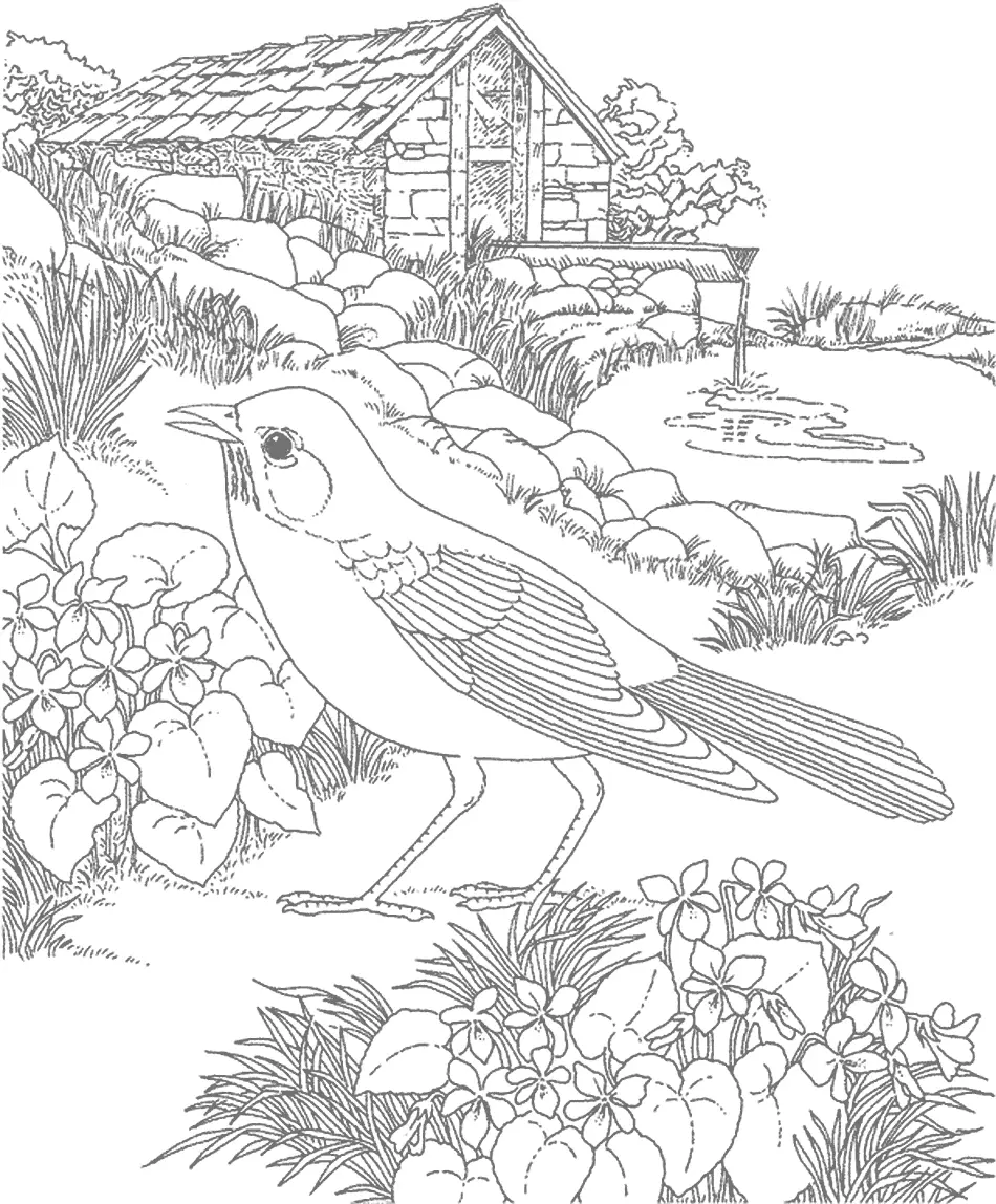 Robin Bird Gray For Tracing Coloring Page