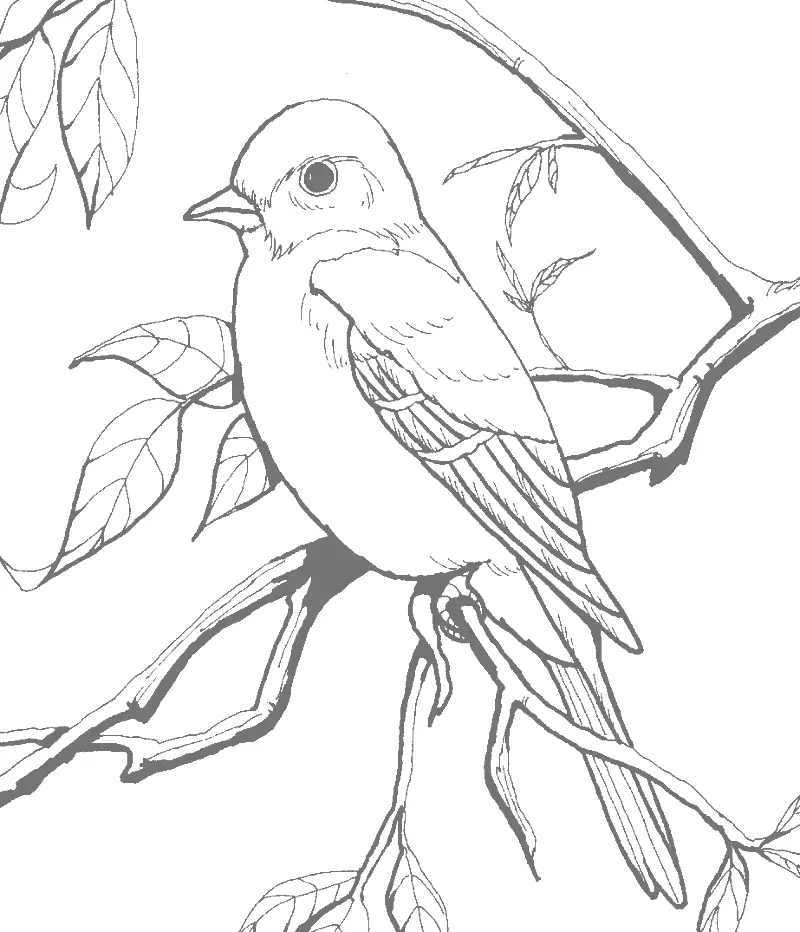 Pretty Robin In Tree Gray For Tracing Coloring Page