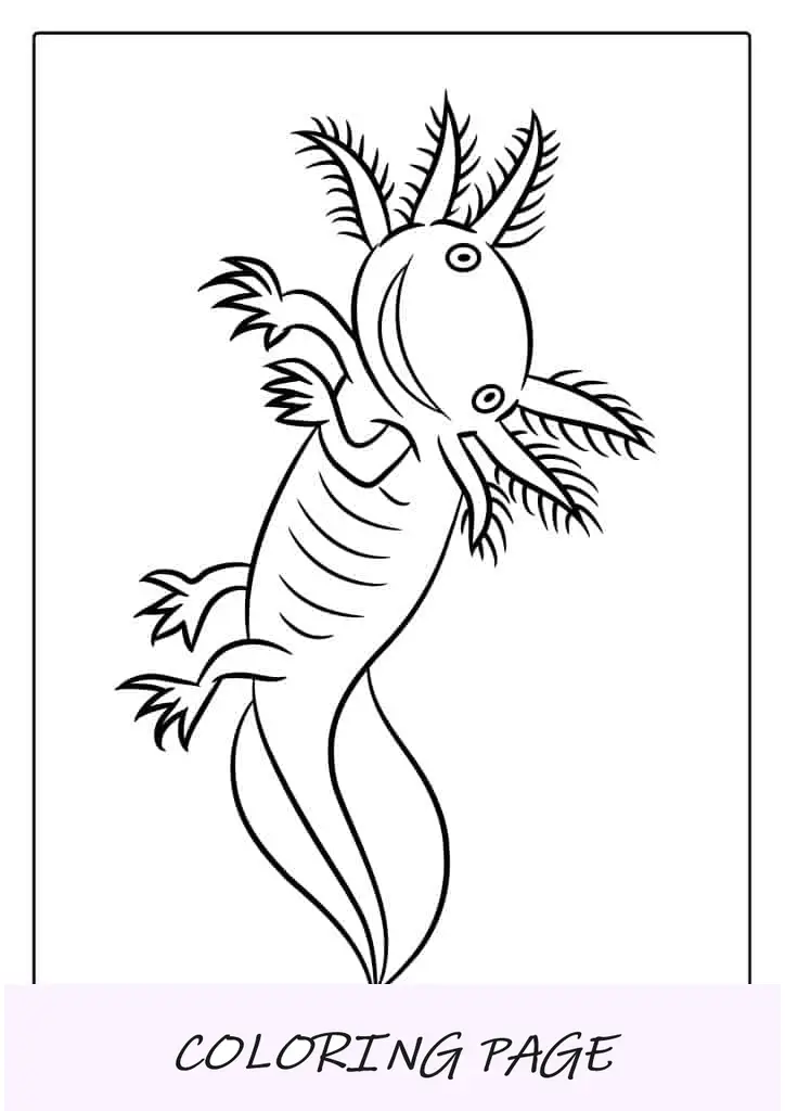 Folha para colorir de Axolotl nadador