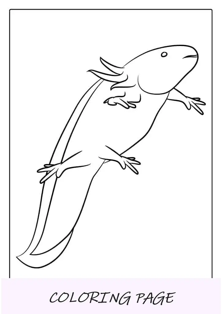Axolotl nadando para colorir