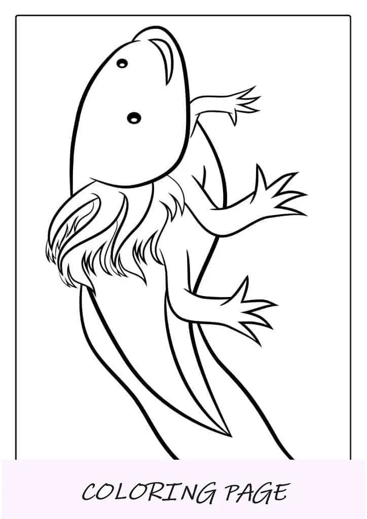 Axolotl nadando para colorir