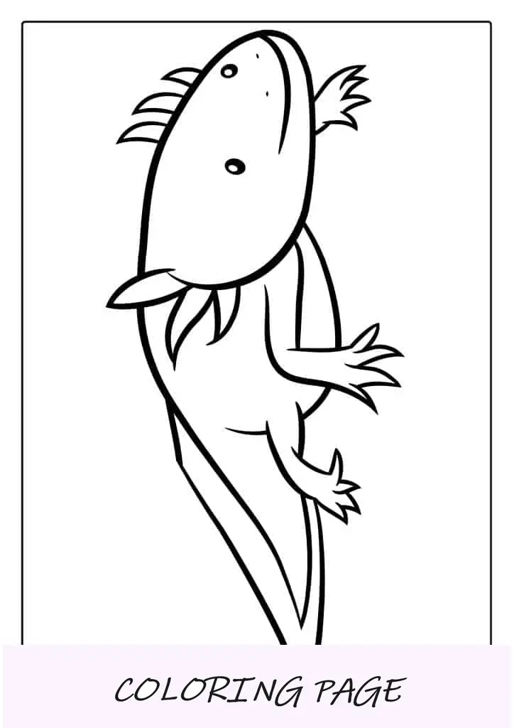 Esboço de Axolotl para colorir