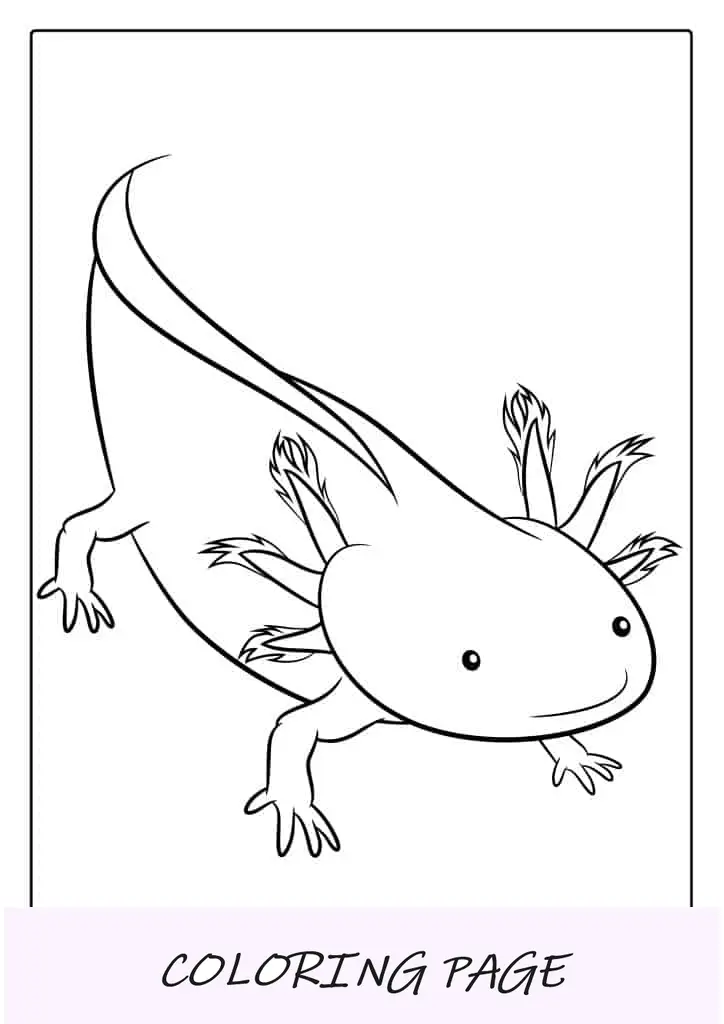 Desenho para colorir do contorno do Axolotl