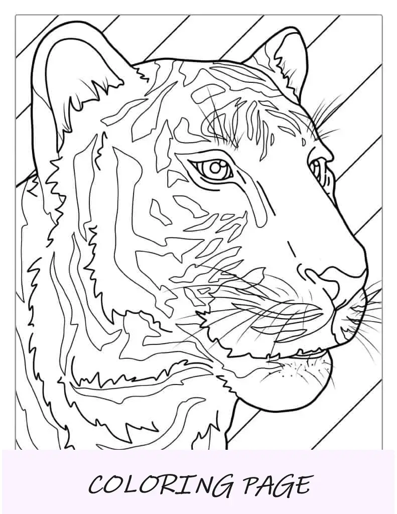 Testa Di Tigre Con La Colorazione Dei Baffi
